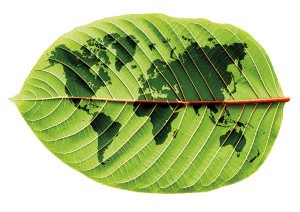 leaf
